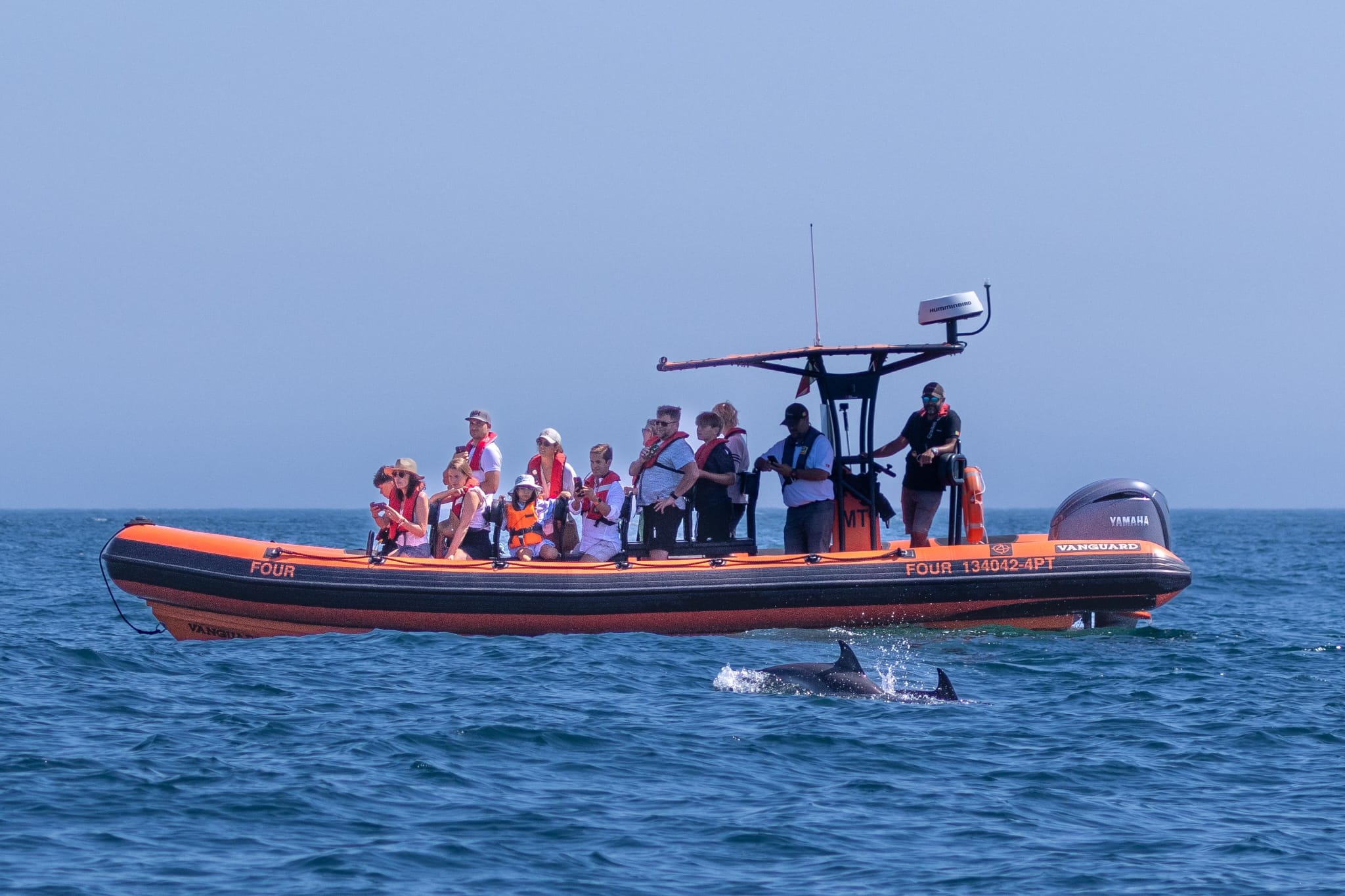 Wild dolphins swimming off the Cascais coast